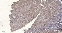 MEK-4 Polyclonal Antibody