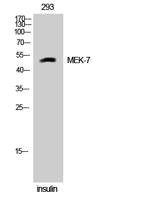 MEK-7 Polyclonal Antibody