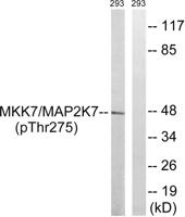 MEK-7 Polyclonal Antibody