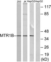 MEL-1B-R Polyclonal Antibody