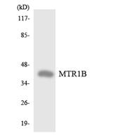 MEL-1B-R Polyclonal Antibody