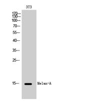 Melan-A Polyclonal Antibody