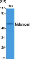 Melanopsin Polyclonal Antibody