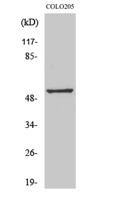 Melanopsin Polyclonal Antibody