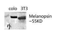 Melanopsin Polyclonal Antibody