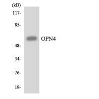 Melanopsin Polyclonal Antibody