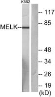 MELK Polyclonal Antibody