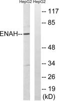 Mena Polyclonal Antibody