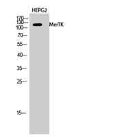 MerTK Polyclonal Antibody