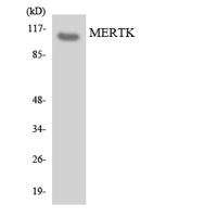 MerTK Polyclonal Antibody