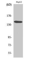 Met Polyclonal Antibody