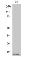 Ribosomal Protein L35 Polyclonal Antibody