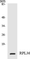 Ribosomal Protein L36 Polyclonal Antibody