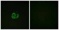 Actin-α/γ Polyclonal Antibody