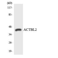 Actin-κ Polyclonal Antibody