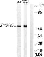 ACTR-IB Polyclonal Antibody