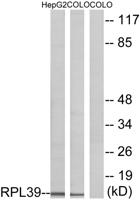 Ribosomal Protein L39 Polyclonal Antibody