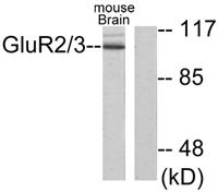 mGluR-2/3 Polyclonal Antibody