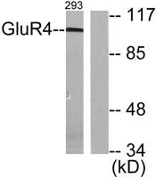 mGluR-4 Polyclonal Antibody