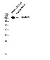 mGluR5 Polyclonal Antibody