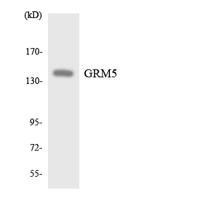 mGluR5 Polyclonal Antibody