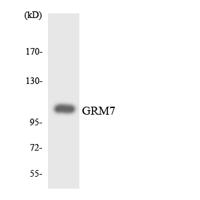 mGluR7 Polyclonal Antibody