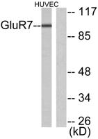 mGluR-7 Polyclonal Antibody