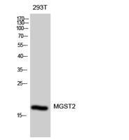 MGST2 Polyclonal Antibody