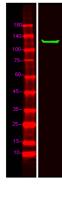 MIB2 Polyclonal Antibody