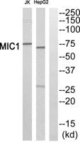 Mic-1 Polyclonal Antibody