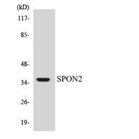 Mindin Polyclonal Antibody