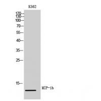 MIP-1b Polyclonal Antibody