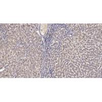 MIP-1β Polyclonal Antibody
