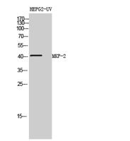 MKP-2 Polyclonal Antibody