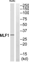 MLF1 Polyclonal Antibody