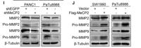 MMP-9 Polyclonal Antibody