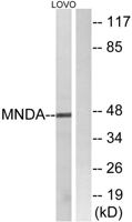 MNDA Polyclonal Antibody