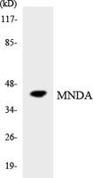 MNDA Polyclonal Antibody