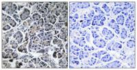Mob3C Polyclonal Antibody
