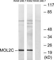 Mob3C Polyclonal Antibody