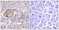 Moesin/Ezrin/Radixin Polyclonal Antibody