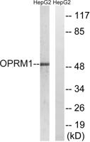 MOR-1 Polyclonal Antibody