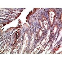 Mox1 Polyclonal Antibody