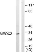 MOX-2 Polyclonal Antibody