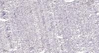 MOX-2 Polyclonal Antibody