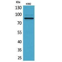 MPO Polyclonal Antibody