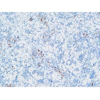 MPO Polyclonal Antibody