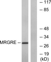 MRGE Polyclonal Antibody
