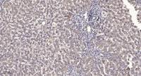 MRGX3 Polyclonal Antibody