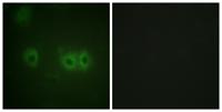 MRLC2 Polyclonal Antibody